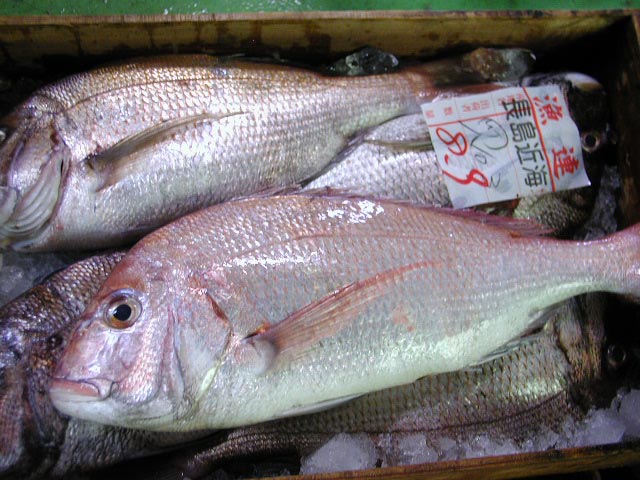 旬のお魚だより 桜鯛 を使用しています Font Color Red 鹿児島 串木野 さつまあげの勘場蒲鉾店 旬のお魚だより 桜鯛 を使用しています Font Color Red 鹿児島 串木野 さつまあげの勘場蒲鉾店